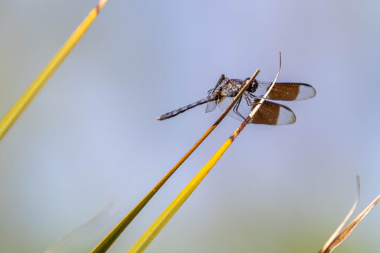 Dragonfly at Briggs Boardwalk Naples Florida - Powered by Adobe