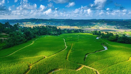 Fototapeta premium Rice fields in Java, Indonesia, aerial view of agricultural landscape, focus on irrigation system