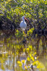 White Egret at Briggs Boardwalk Naples Florida