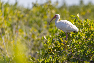 White Egret at Briggs Boardwalk Naples Florida