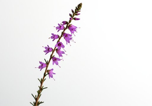 Delicate purple heath flower stem photographed close up against a stark white backdrop, emphasizing botanical detail and minimalist purity ,minimalist ,flora ,Heath