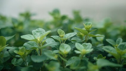Lush Green Foliage, symbol of seasonal renewal, Earth Day