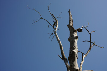 Dry dead tree branch against a clear blue sky, a minimalist nature background