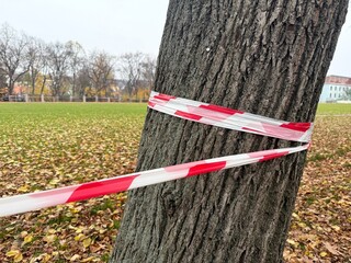 Barrier tape on a tree in a park