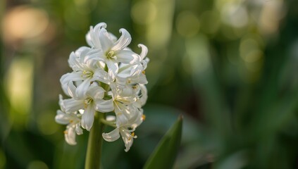 Obraz premium White hyacinth blossoms vibrant in full bloom, enhancing garden aesthetics, Spring Equinox