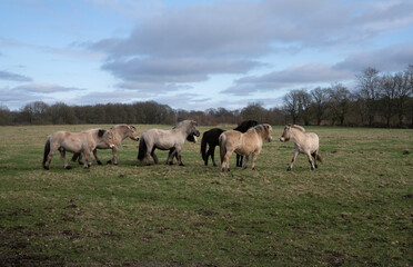 Obraz premium Konik horses graze at the Balloërveld nature reserve in the province of Drenthe, the Netherlands