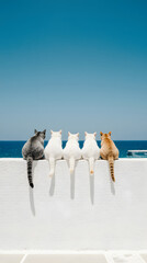Five cats sitting on a white wall facing the sea