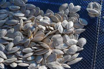 Pumpkin seeds drying in the sun on a blue background. Close-up.