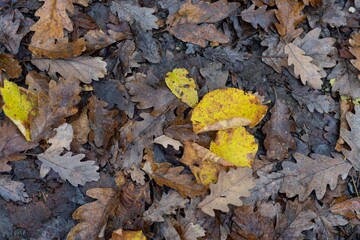 brown and yellow leaves fallen on the ground in autumn