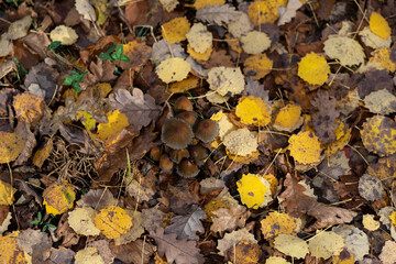 brown and yellow leaves fallen on the ground in autumn