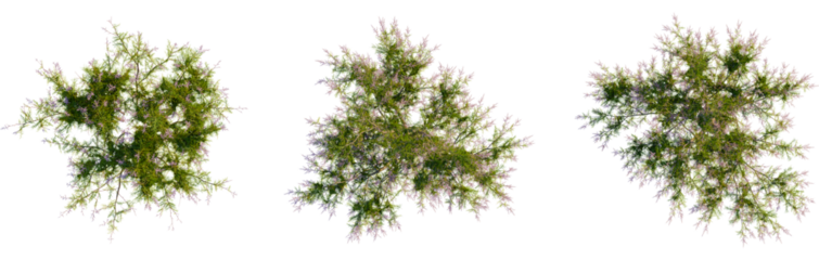 Tamarix ramosissima tree plan, top view, cutout, transparent background, isolate, Elegant tree set, perfect for summer landscape design projects