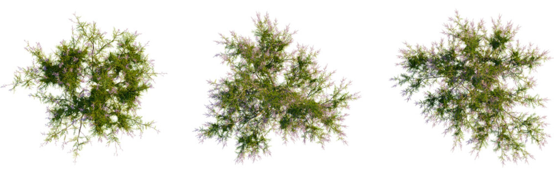 Tamarix ramosissima tree plan, top view, cutout, transparent background, isolate, Elegant tree set, perfect for summer landscape design projects