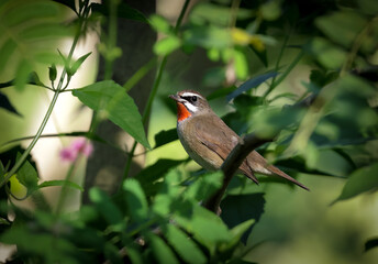 male of siberian rubythroat on tree.