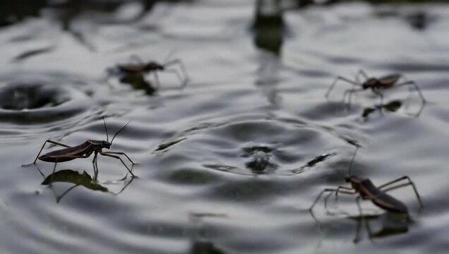 A macro view of several water striders moving on the rippling surface of a pond, showcasing the physics of surface tension in an aquatic ecosystem