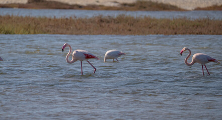 Wild pink flamingos resting and feeding in a coastal lagoon near sandy dunes