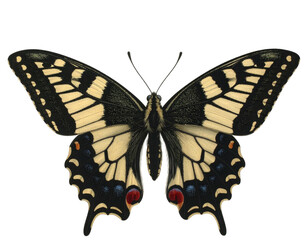 Obraz premium Intricate macro shot of a swallowtail butterfly displaying its striking black, yellow, and blue wing patterns