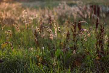 Sunlit wild grasses glowing in warm golden-hour light, creating a soft natural landscape with gentle bokeh and calm rural atmosphere.