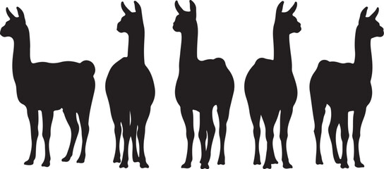 Five black silhouettes of llamas standing in a row on a white background Keywords: llama, animal, silhouette, black and white, group, row, standing, profile, side also transparent background