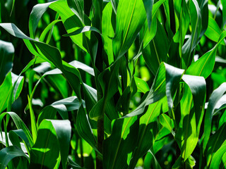 Green corn plants are cultivated in an agricultural field. The stalks and leaves of the corn plants are clearly visible.