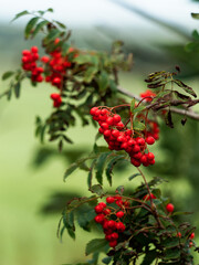 As the season changes, red berries ripen on a tree branch. The tree is growing in a natural outdoor setting and has green leaves.