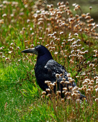 Naklejka premium Bathed in warm, natural sunlight, the image presents a wildlife portrait of a robust avian subject amidst delicate, flowers, suggesting a late summer or early autumn scene in a grassy habitat.