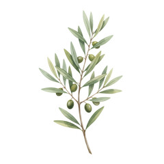 Fototapeta premium Olive Branch Elegance A Serene Botanical Display on an isolated Transparent Canvas Art