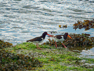 Two Eurasian Oystercatchers are searching for food on a shore covered with seaweed and algae. They are near the water's edge on a cloudy day.