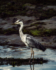 A grey heron stands still in the shallow water near the shore. The bird has grey, white, and black feathers.