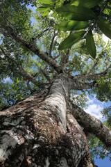 Fototapeta premium Copaiba: Majestic Tree of the Atlantic Forest, Showcasing Lush Green Leaves Against a Bright Sky