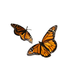 Beautiful orange and black Monarch butterfly with colorful wings isolated on white background, a summer nature insect close-up