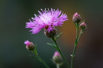Fototapeta premium Blooming Spotted Knapweed: A Close-Up of Centaurea Maculosa with Vibrant Flowers and Buds
