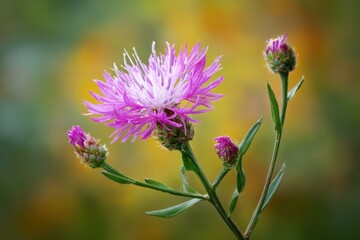 Obraz premium Centaurea Maculosa: Vibrant Spotted Knapweed in Bloom with Colorful Flowers and Buds
