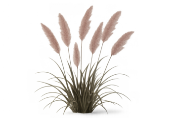 Pampas grass plant with fluffy plumes isolated on transparent background, botanical illustration of ornamental perennial