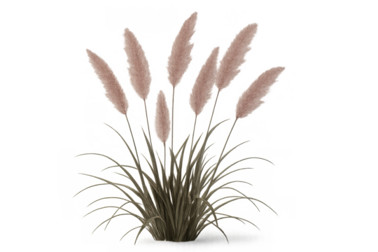 Pampas grass plant with fluffy plumes isolated on transparent background, botanical illustration of ornamental perennial