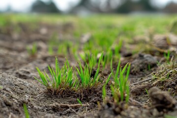 Fresh Green Blades Emerging from a Newly Seeded Lawn on Fertile Soil
