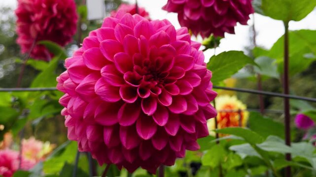Beautiful Dahlia Flower Bed In Autumn Park Halifax Nova Scotia. Bright Red And Orange Dahlia Blossoms Add Color To The Garden Landscape On A Clear Autumn Day In Canada.
