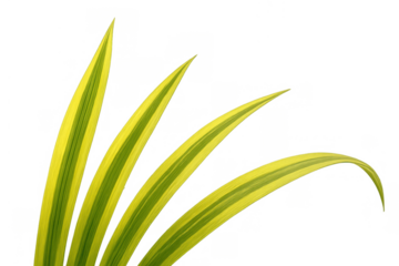 Variegated plant leaves showing unique green and yellow striped patterns with a transparent background