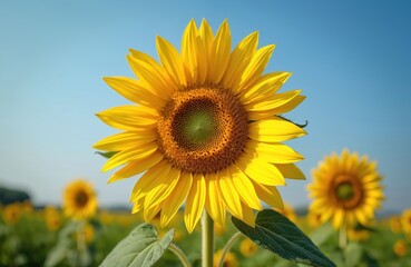 Obraz premium Close up of big yellow sunflower blooming in large agricultural field. Vibrant flower head with bright petals stands against clear blue sky. Summer season farm crops grow in scenic countryside under
