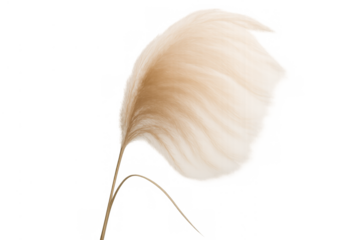 Pampas grass plant, fluffy beige botanical plume for elegant minimalist decoration, transparent background