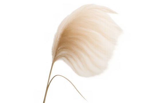 Pampas grass plant, fluffy beige botanical plume for elegant minimalist decoration, transparent background - Powered by Adobe