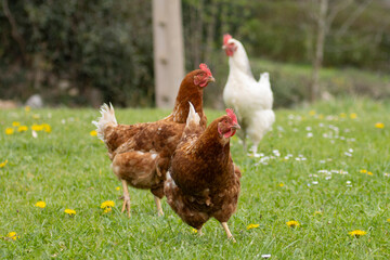 Free-range chickens feeding on green pasture in a eco-farm