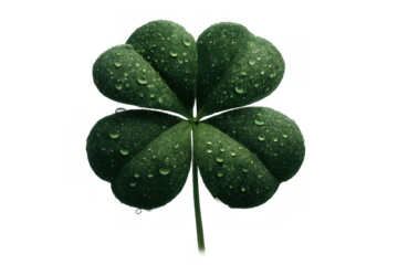 Four leaf clover with water drops representing luck, nature, and st. Patrick's day on transparent background