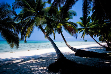 Coconut Palm Shadows and White Sand Beach on Havelock Island, Andaman and Nicobar, India