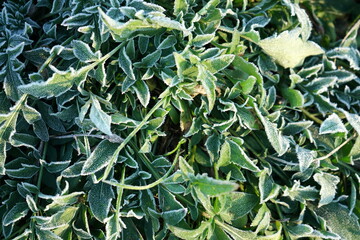 Erster Frost auf Pflanzen und Gew&auml;ssern