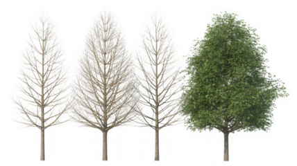 Seasonal tree variations with bare branches and lush green foliage