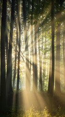 Obraz premium Golden sun rays illuminating a misty forest