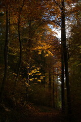 Obraz premium Autumn Leaves in Sunlight