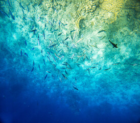 Beautiful view of the sea underwater with fish