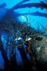 Banded Butterflyfish beneath Salt Pier on Bonaire