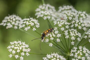 Skrzypionka zbożowa (Oulema melanopus) na zielonym liściu zboża – groźny szkodnik upraw w makrofotografii przyrodniczej. © Henryk Guziak